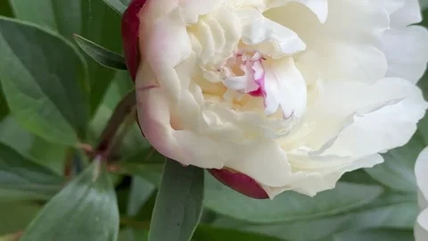 White peonies on a breezy day Stock Footage 310640720