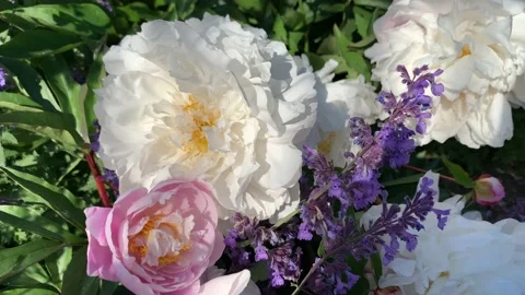 White peonies flowers Stock Footage 170031480