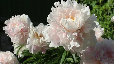 White peonies Stock Footage 134953365