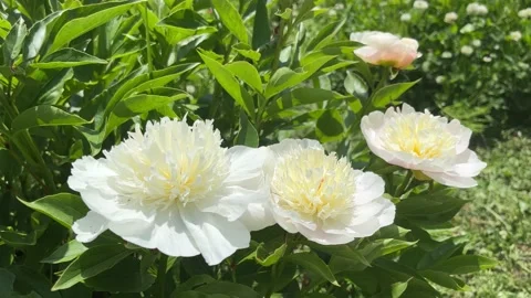 White peonies in full bloom blowing gently in a summer breeze Stock Footage 197051767