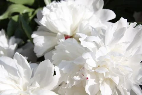 White peonies Stock Photos