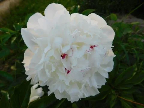 White peonies Stock Photos