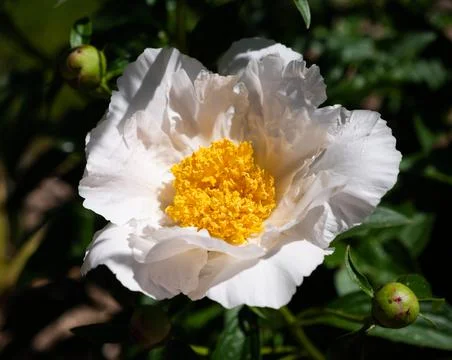 White Peonies Stock Photos