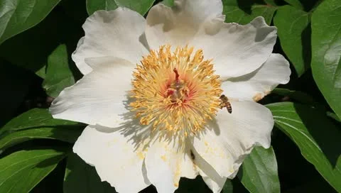 White peony with bee Stock Footage 11128821