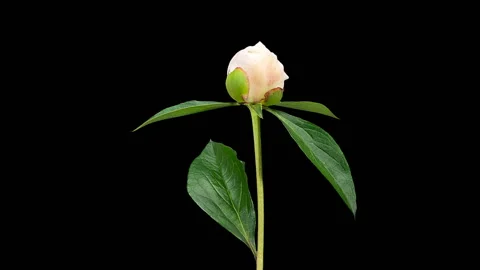 White peony bloom buds ALPHA matte, FULL HD (Paeonia Chestine Gowdy) Stock Footage 108765383
