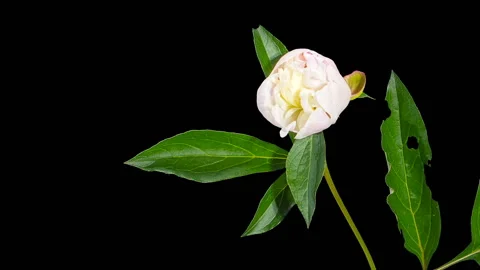 White peony bloom buds ALPHA matte, FULL HD (Paeonia Chestine Gowdy) Stock Footage 109076477