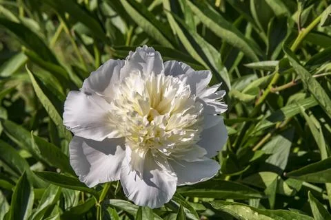 The white peony in bloom closeup Foto stock