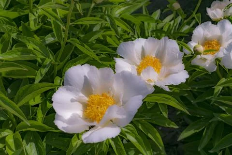 The white peony in bloom closeup Foto stock