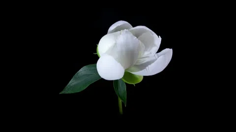 White Peony Blooming Timelapse Stock Footage 23662275