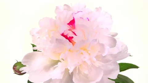 White peony blossoms on white background. Time lapse flower. Vídeo Stock 76967799