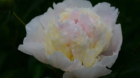 White peony, closeup Stock Footage 110842219