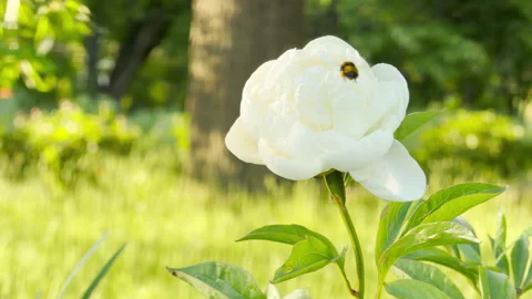 White peony flower attracts a bumblebee in a sunlit green park Stock Footage 335897992