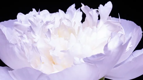 White Peony Flower Blooming Time-Lapse on Black Background, Studio Macro, Delica 스톡 동영상 344448905