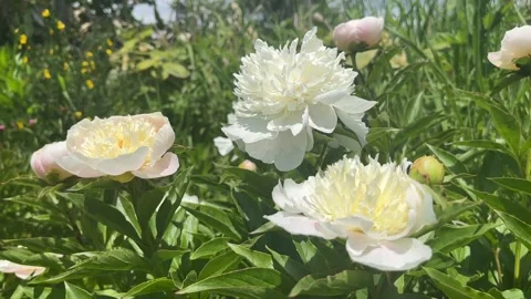White peony flowers in full bloom in a summer garden Stock Footage 197052011