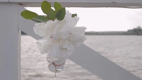 White peony Stock Footage 153710136