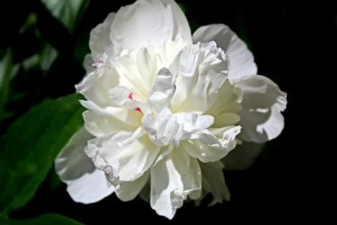 White peony in full bloom Stock Photos