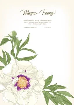 White Peony. Illustrazione stock