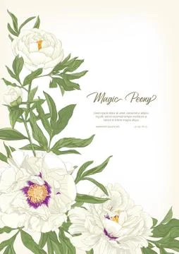 White Peony. Stock Illustration
