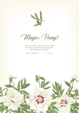 White Peony. Stock Illustration