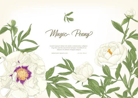 White Peony. Stock Illustration