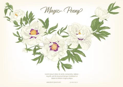 White Peony. Stock Illustration
