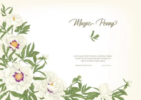White Peony. Stock Illustration