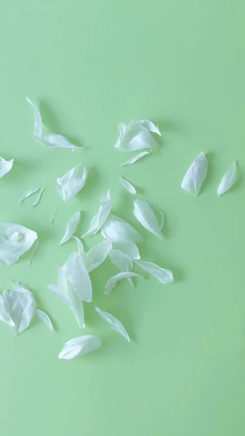 White peony petals falling on a green background, organic wellness theme Stock Footage 340109491