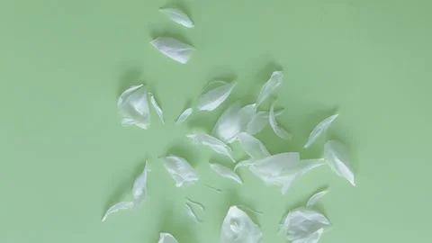 White peony petals falling on green background, spa and beauty concept Stock Footage 340109492