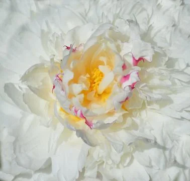 White peony Stock Photos