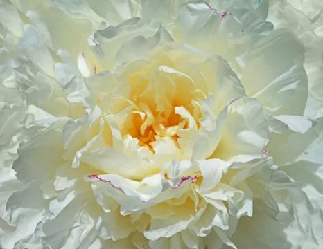 White peony Stock-Fotos