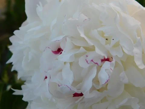 White peony Stock Photos