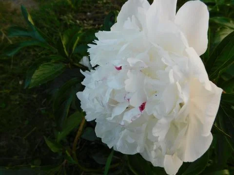 White peony Stock Photos