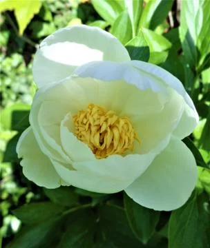 White peony Stock Photos