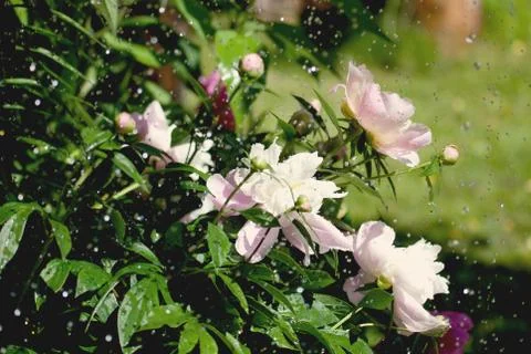 White peony Foto stock
