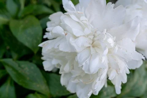 White peony Stock Photos