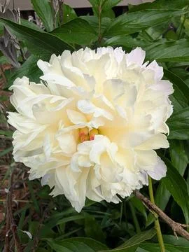 White Peony 스톡 사진