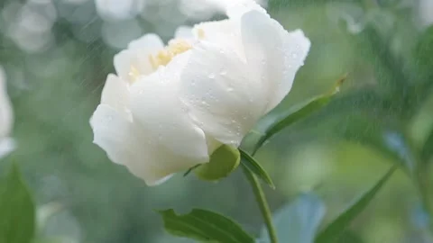 White peony in the rain close-up. Blooming flower background in slow motion Stock Footage 144270664