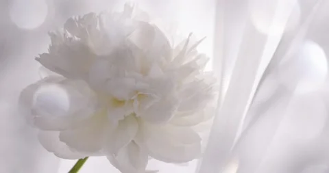 White peony on soft silk Stock-Footage 155770141