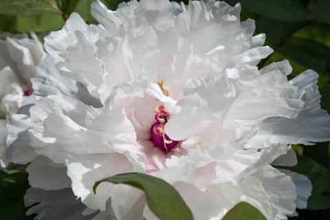 White peony in spring, Close up view under sunshine Stock Photos