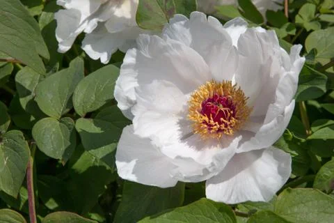 White peony in spring, Close up view under sunshine Stock Photos