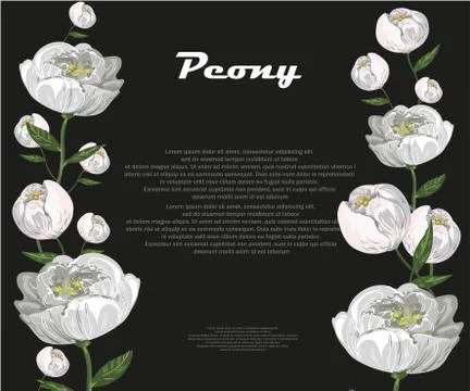 White peony template on black background vector Stock Illustration