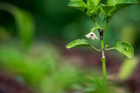 White Pepper Flower Foto stock