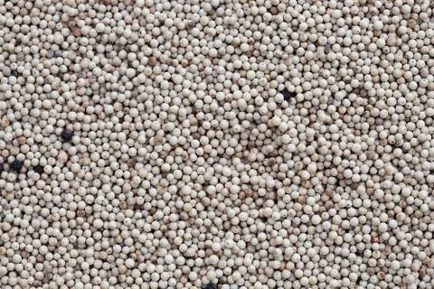 White pepper Stock Photos