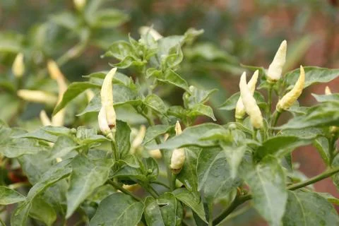 White pepper on tree. Stock Photos