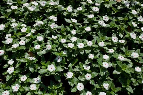 White Periwinkle Background Stock Photos