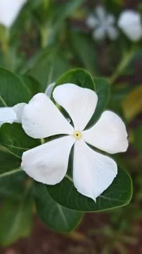 White Periwinkle Flower Macro Stock Photos