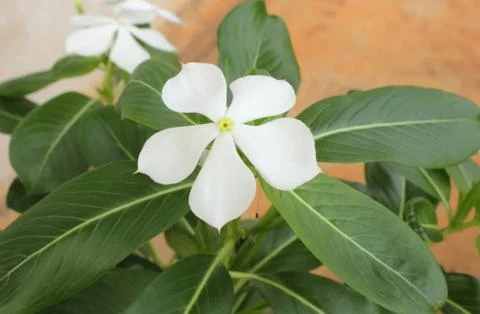 White periwinkle Stock Photos