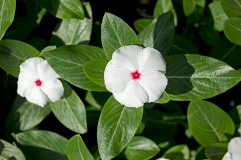White Periwinkle Stock Photos