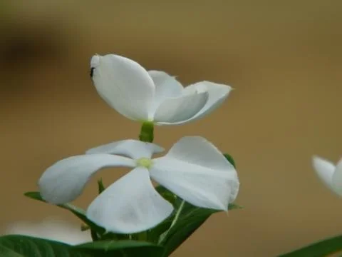 The white Periwinkle Stock Photos