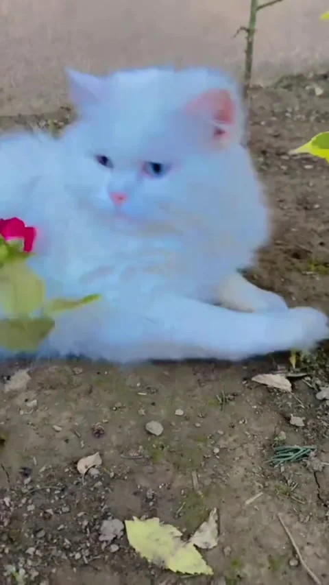 White Persian Cat With Bright Blue Eyes Resting Near Red Rose Stockbeeldmateriaal 337323092